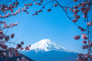 Sakura Mount Fuji Japan Wallpaper