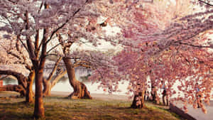 Sakura Season Is Here, Enjoy The Beauty Of A Blooming Cherry Blossom Tree. Wallpaper