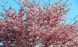 Sakura Spring Mood Wallpaper