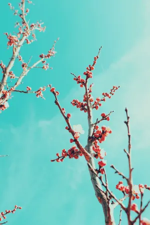 Sakura Tree Blooming Wallpaper