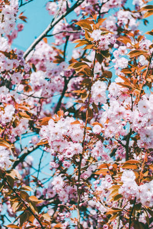 Sakura Tree For Pink Flowers Aesthetic Wallpaper