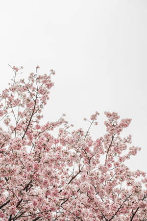 Sakura Tree Sky Wallpaper
