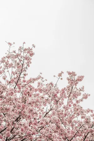 Sakura Tree Sky Wallpaper