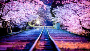 Sakura Trees In Railroad Wallpaper