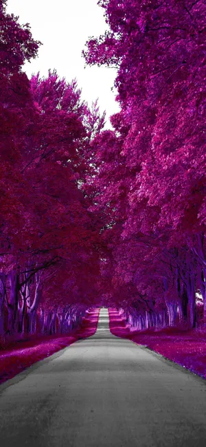 Samsung Galaxy S22 Purple Autumn Wallpaper