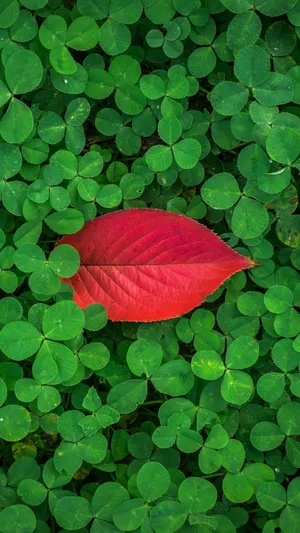 Samsung Galaxy S7 Edge Red Leaf Wallpaper
