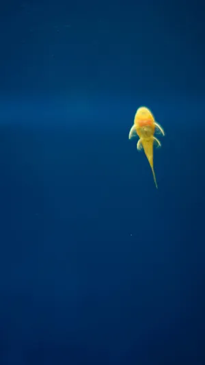 Samsung Galaxy S7 Edge Yellow Lone Fish Wallpaper