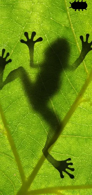 Samsung S10 Frog On Leaf Wallpaper