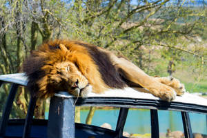 San Diego Zoo Lion On Bus Wallpaper
