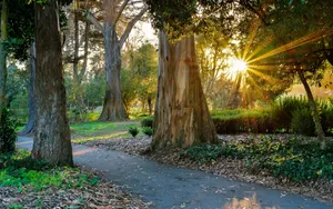 San Francisco Golden Gate Park Trees Wallpaper