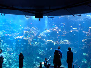 San Francisco Steinhart Aquarium Wallpaper