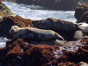 San Simeon Lazy Seals Wallpaper