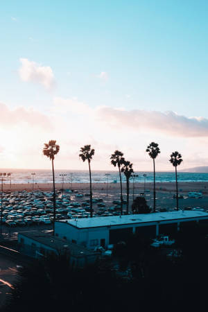 Santa Monica Trees And Cars Wallpaper