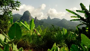 Sao Tome And Principe Forest Wallpaper