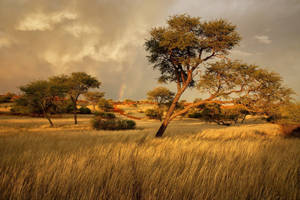 Savannah Land In South Africa Wallpaper