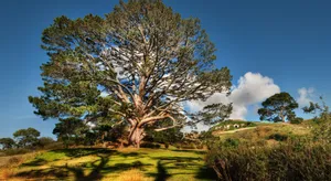 Savannah Trees In Summer Wallpaper