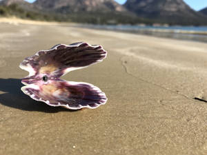 Scallops Open Shell On Beach Wallpaper