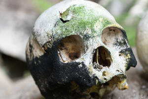 Scary Skull Decaying With Moss Wallpaper