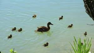 Scattered Baby Ducks Wallpaper