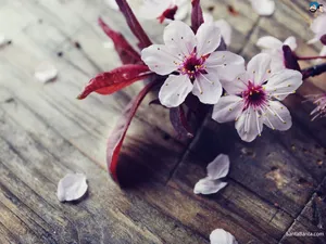 Scattered Cherry Blossom Wallpaper