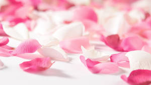 Scattered Cute Pink Flower Petals Wallpaper