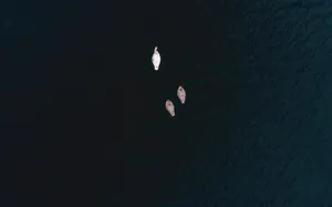 Scenery Of Swan Birds In Nature Wallpaper