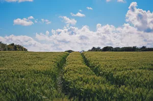 Scenic Summer Fields Wallpaper