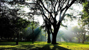 Scenic View Of Cubbon Park, Bangalore Wallpaper