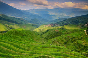 Scenic View Of Hillside Terraces Wallpaper