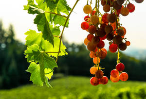 Scenic View Of Willamette Vineyards In Oregon Wallpaper