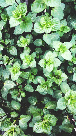 Scented Mint Plant Wallpaper