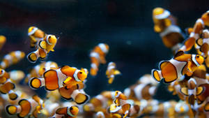 School Of Cool Fishes Wallpaper