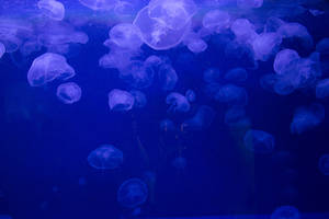 School Of Jellyfish Blue Underwater Wallpaper