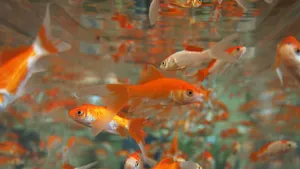School Of Little Goldfishes Wallpaper