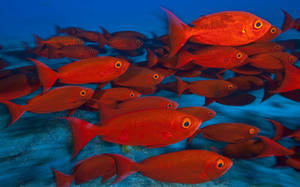 School Of Red Fish Underwater Wallpaper