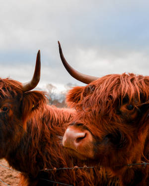 Scotland Maroon Cows Wallpaper