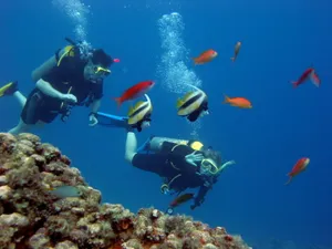 Scuba Diving Coral Reef Fish Wallpaper