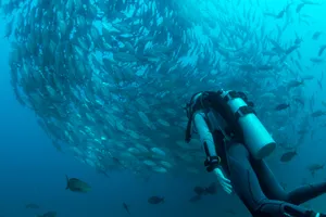 Scuba Diving Fish In Circles Wallpaper