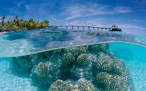 Sea Corals Desktop Wallpaper