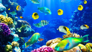 Sea Life Underwater Wallpaper