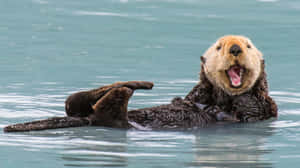 Sea Otter Expressive Facial Expression Wallpaper