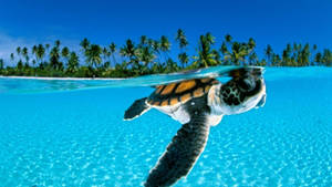 Sea Turtle Cruising On A Clear Blue Ocean Wallpaper