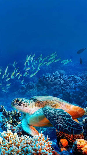 Sea Turtle In Coral Reef Wallpaper