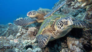 Sea Turtles Under A Coral Reef Wallpaper