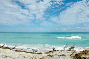 Seagullson Orlando Beach Wallpaper