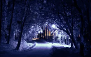 Secluded Winter Night In A Forest Wallpaper