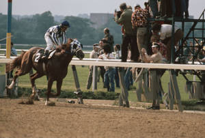 Secretariat Picture Wallpaper