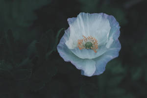 Selective Focus Photography Of White Petaled Flower Wallpaper