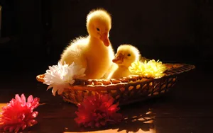 Send A Smile With This Cute Duck! Wallpaper