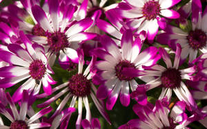 Senetti Pericallis Variety Purple Flowers Wallpaper